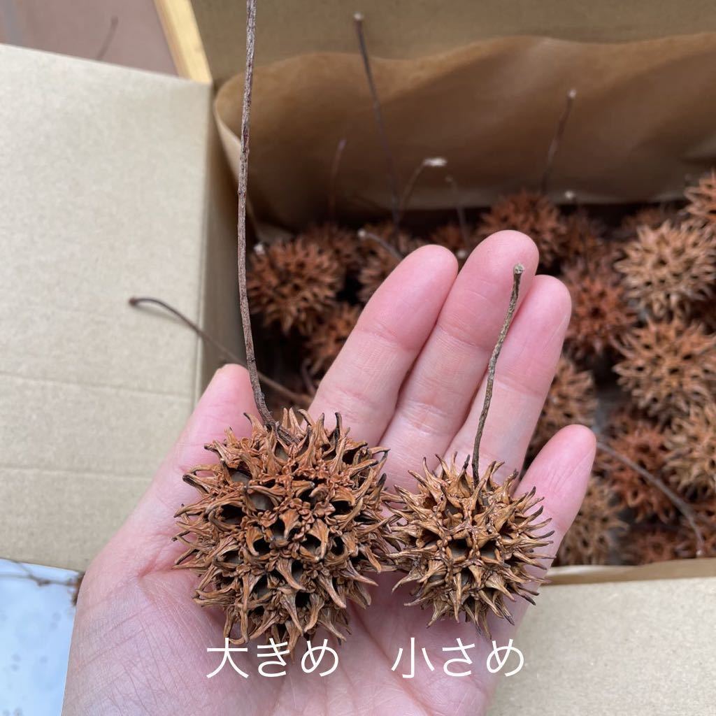 90個 良質 モミジバフウ クリスマスリース ドライフラワー ハンドメイドに 送料394円 アメリカフウ 稚エビの隠れ家 フウの実 その他 売買されたオークション情報 Yahooの商品情報をアーカイブ公開 オークファン Aucfan Com