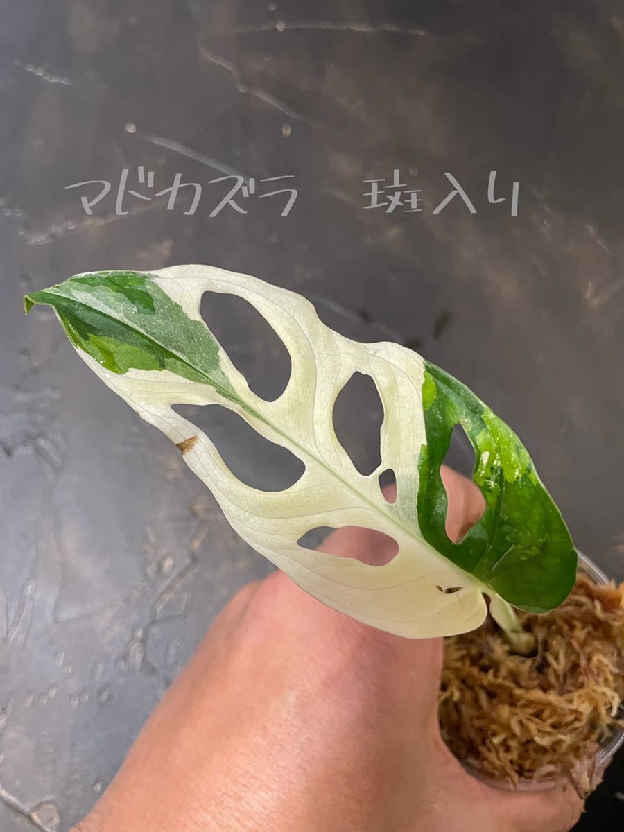  マドカズラ 斑入り 99 Monstera adansonii white variegata マドカズラ 白斑入り oblique オブリクア/(モンステラ)｜売買されたオークション情報、yahooの商品情報をアーカイブ公開 - オークファン モンステラ