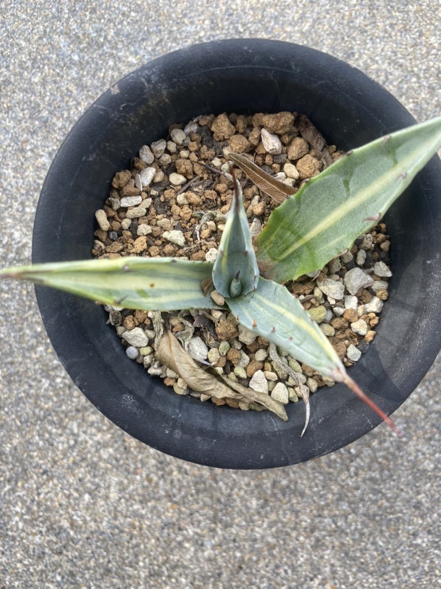 アガベ agave スカブラ縞斑 スカブラ錦 観葉植物 花、園芸 【公式通販】