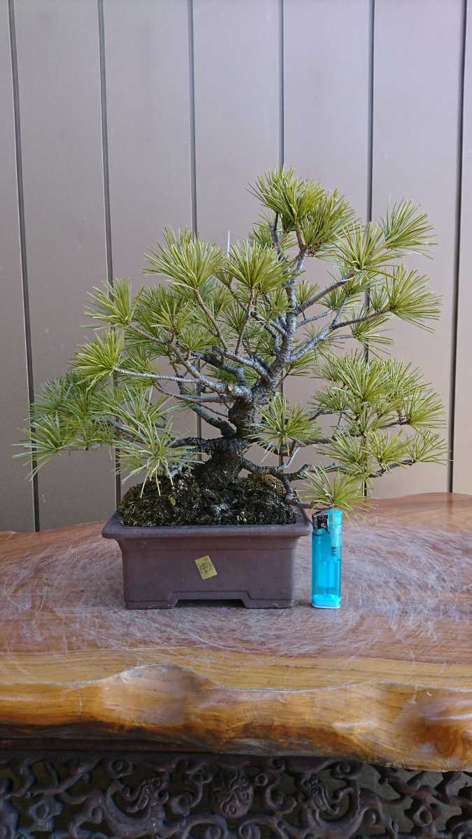盆栽 五葉松 4 樹高27cm