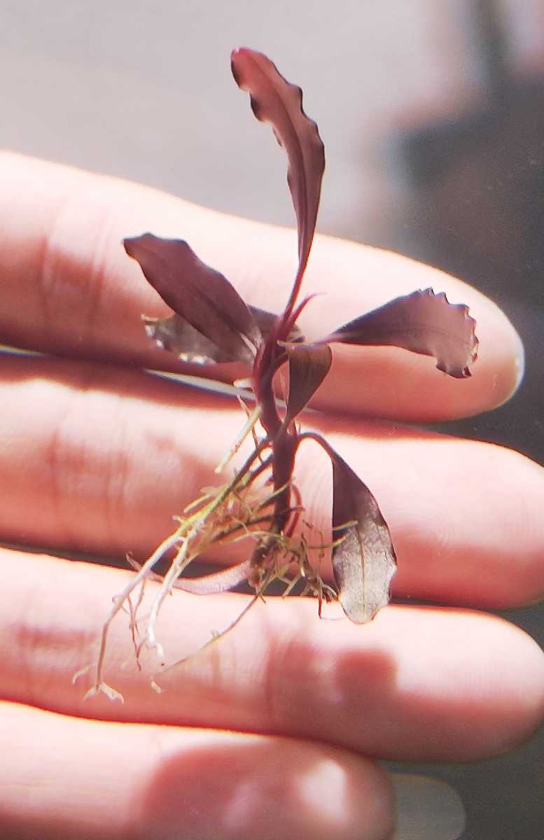 Bucephalandra Brownie Ghost 2011–2012 大株 bucephalandra sp. brownie ghost 2011-2012 nakamoto 大株 完全水中葉