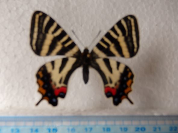 蝶標本 貴重種 ギフチョウ イエローバンドA品 ♀（長野県白馬村産