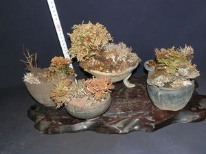 イワヒバのヤフオク の相場 価格を見る ヤフオク のイワヒバのオークション売買情報は118件が掲載されています