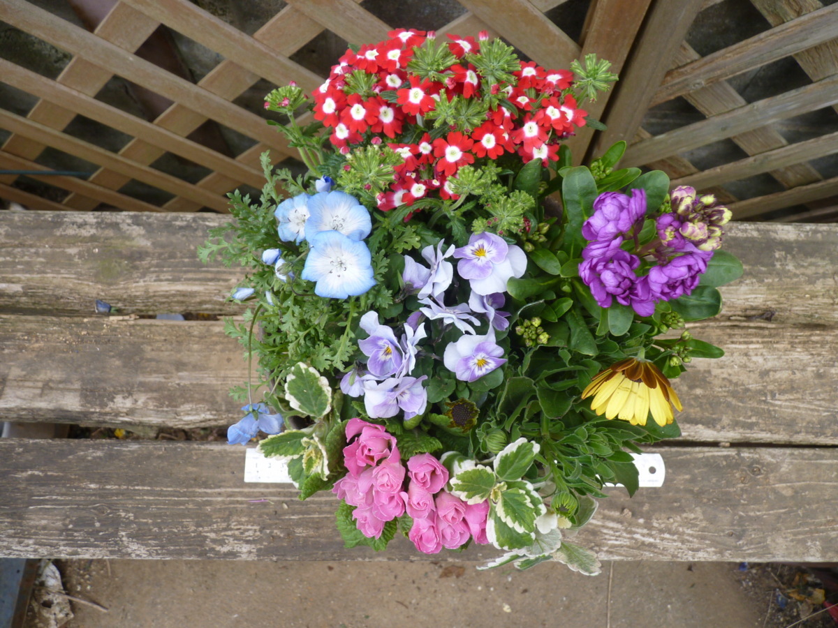 花束みたいな寄せ植え バーベナ ネモフィラ ビオラ ストック オステオスペルマム ジュリアン ミントリーフ 同梱可能 花 売買されたオークション情報 Yahooの商品情報をアーカイブ公開 オークファン Aucfan Com