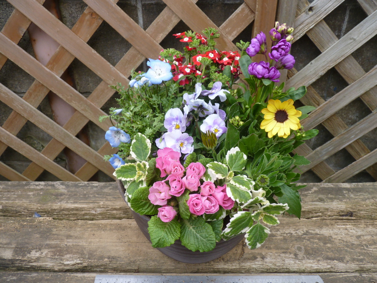 花束みたいな寄せ植え バーベナ ネモフィラ ビオラ ストック オステオスペルマム ジュリアン ミントリーフ 同梱可能 花 売買されたオークション情報 Yahooの商品情報をアーカイブ公開 オークファン Aucfan Com