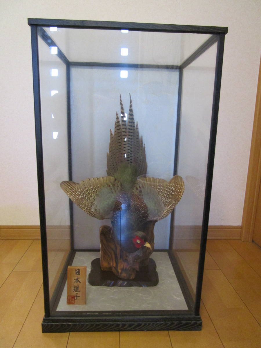 ☆キジ 日本雉 剥製 ガラスケース入 美品☆ 雉 昆虫用品 剥製 ガラス