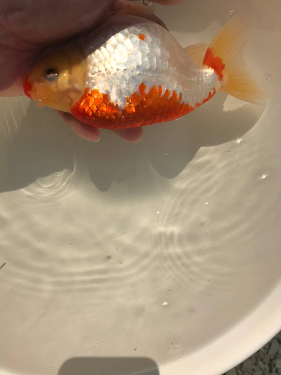 No.8.出雲ナンキン稚魚20匹 出雲ナンキン 3歳魚 超優魚血統