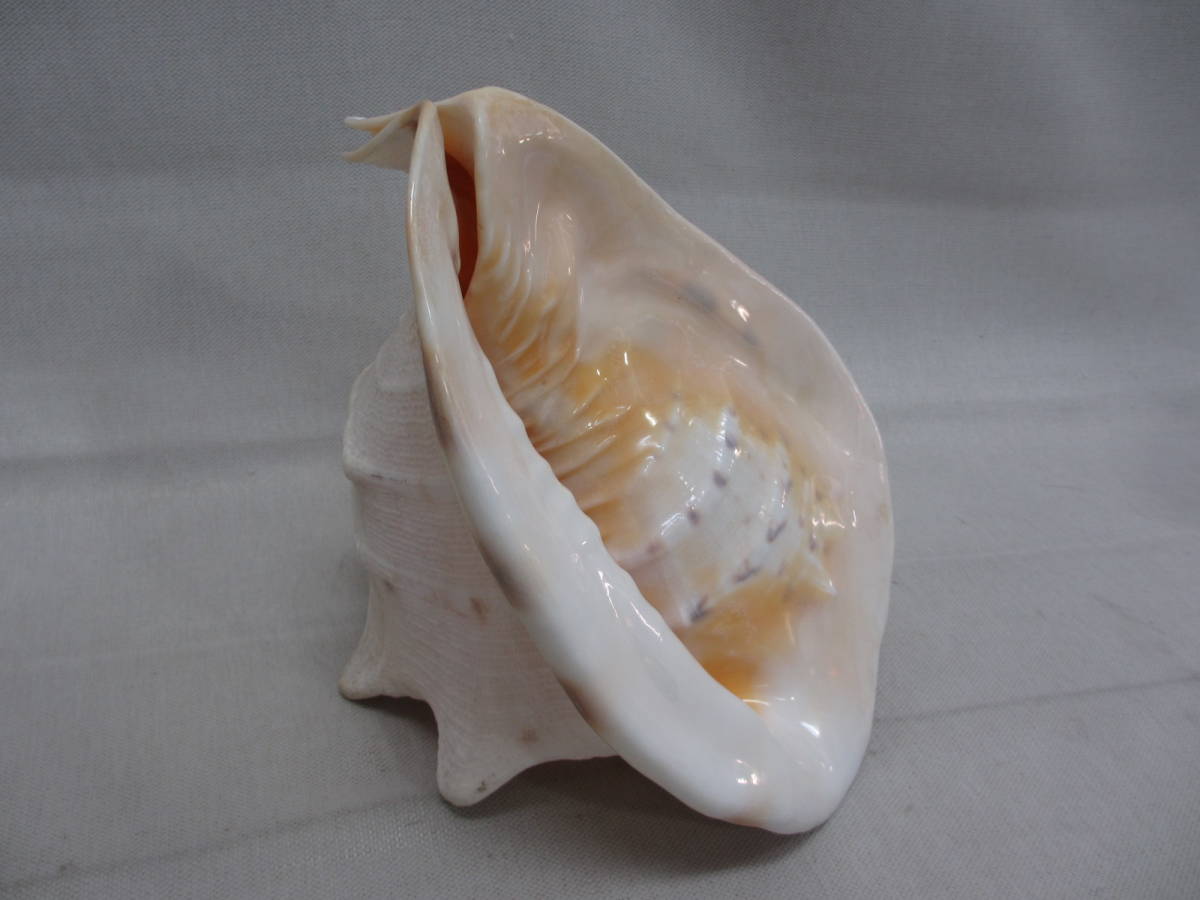 大型 貝殻 モデル トウカムリ