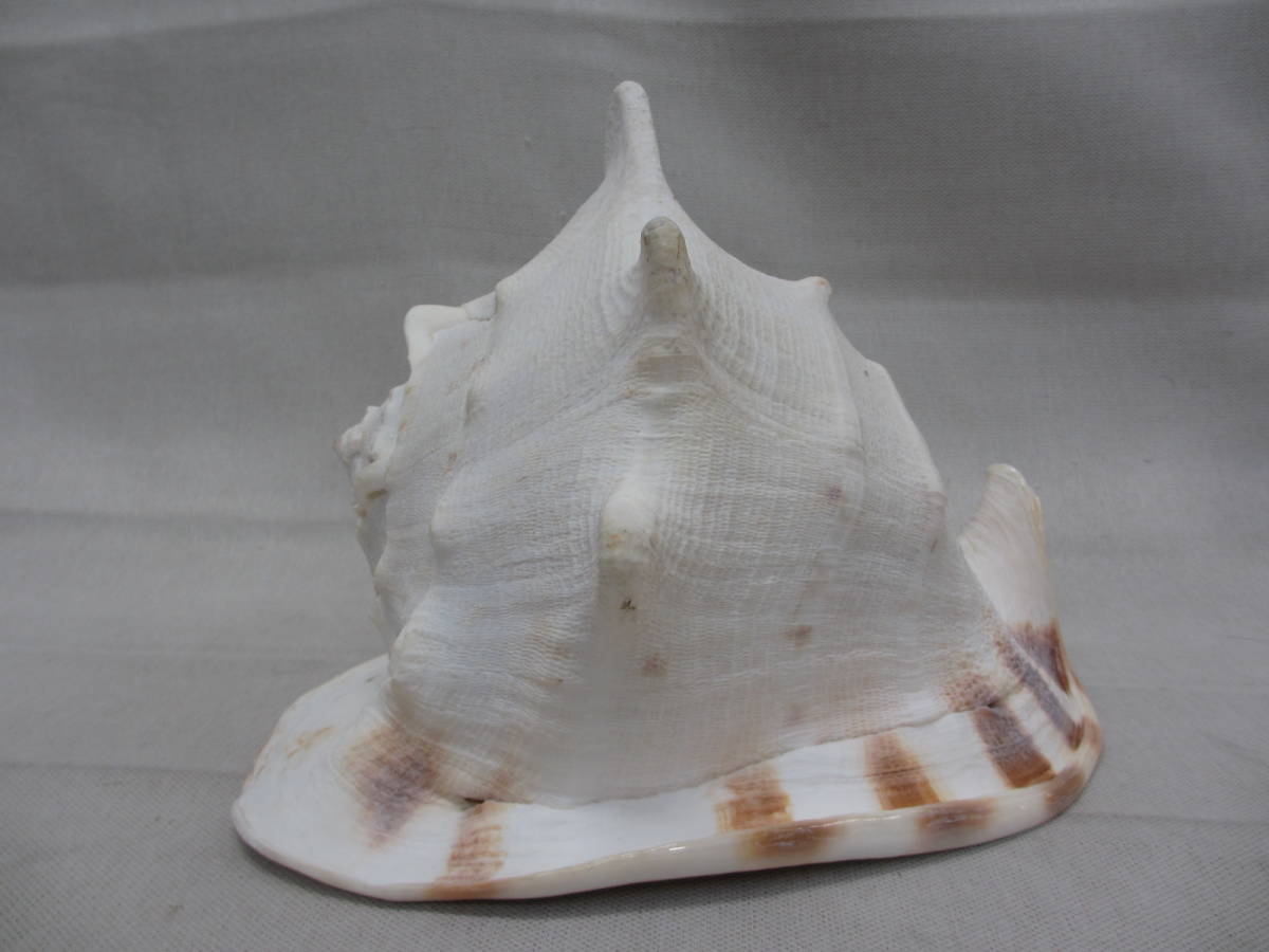 大型 貝殻 モデル トウカムリ