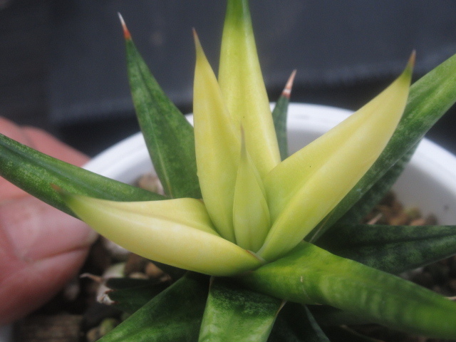 ｋｎ サンスベリア フランシシー オーレア Sansevieria Francisii Aurea ２鉢出品 0 8ｍ以下 その他 売買されたオークション情報 Yahooの商品情報をアーカイブ公開 オークファン Aucfan Com