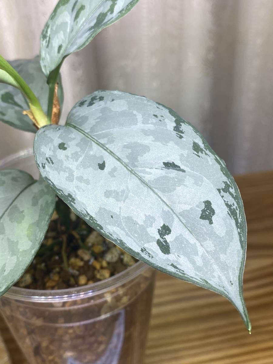 KURO】 アグラオネマ ネブローサム 3色展開 Aglaonema neblosum  