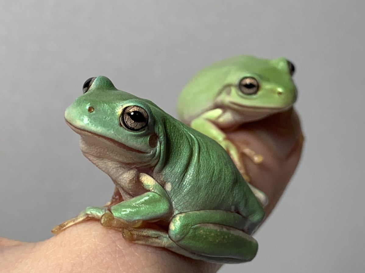 イエアメガエル ブルー 2匹