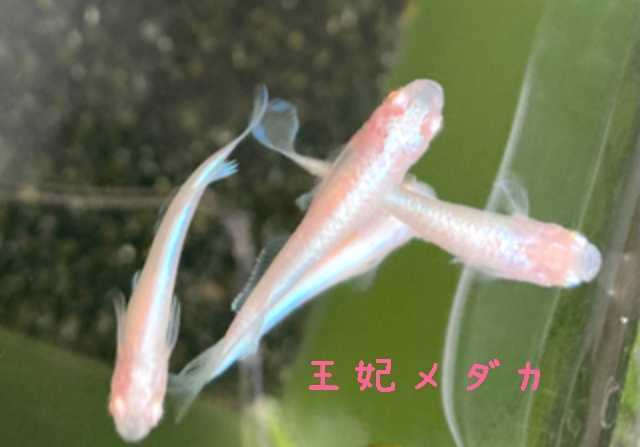 諏訪めだか 有精卵 王妃メダカの有精卵 15個 A アルビノ ピンクがかった 美魚 めだか 売買されたオークション情報 Yahooの商品情報をアーカイブ公開 オークファン Aucfan Com