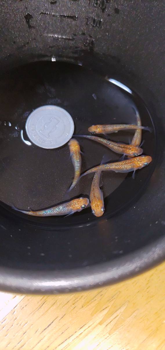 【ユリシス】オス2メス5_1