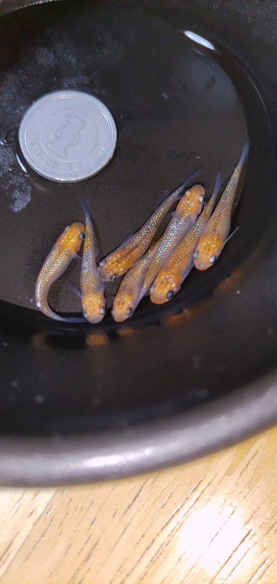 【ユリシス】オス2メス5_2