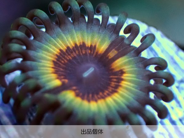 ☆USAマメスナ☆『VAMPIRE IN DRAG』 2ポリプ 極美レア!《Coral Essence.jp》#サンゴ #マメスナ ☆USAマメスナ☆『VAMPIRE IN DRAG』 2ポリプ 極美レア!《Coral Essence.jp》#サンゴ #マメスナ