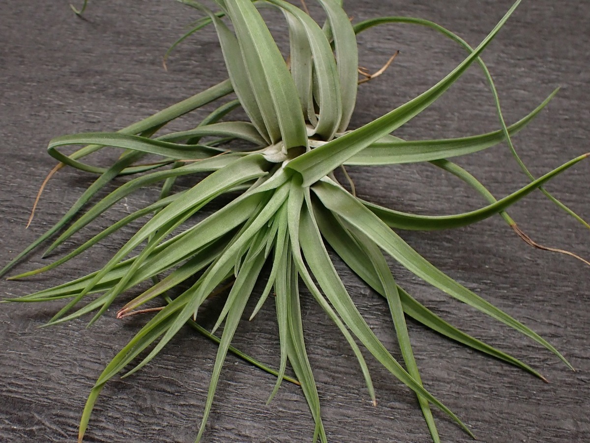 Tillandsia Velutina チランジア ベルティナ エアプランツdf 第四種 税別1円 アナナス 売買されたオークション情報 Yahooの商品情報をアーカイブ公開 オークファン Aucfan Com Tillandsia Velutina チランジア ベルティナ エアプランツdf 第四種 税別1円 アナナス 売買されたオークション情報 Yahooの商品情報をアーカイブ公開 オークファン Aucfan Com