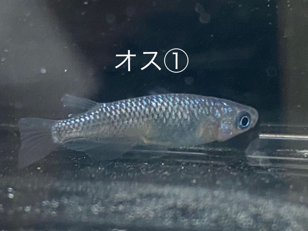 産卵中！！現物出品③・静楽庵様血統黒ラメ幹之 サファイア系