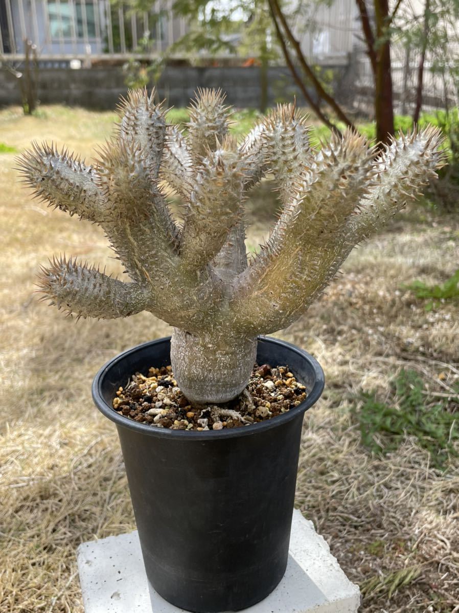 パキポディウム イノピナツム 実生株 塊根 コーデックス 多肉