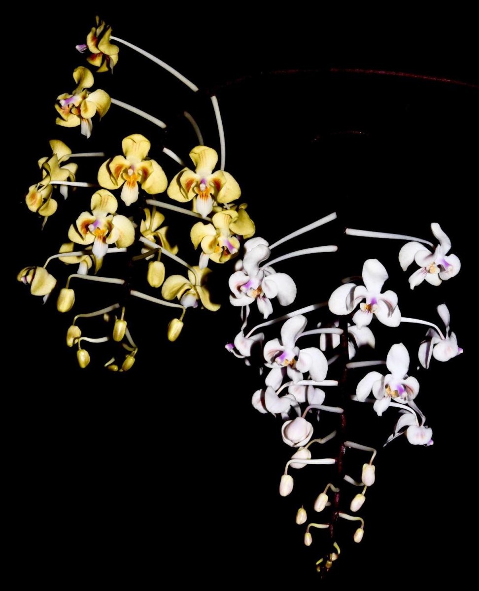 celebensis 洋蘭原種 phalaenopsis 胡蝶蘭 葉の綺麗な胡蝶蘭 Phal