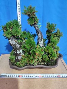 イワヒバのヤフオク の相場 価格を見る ヤフオク のイワヒバのオークション売買情報は118件が掲載されています