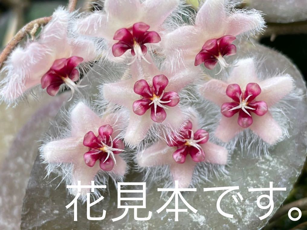 332 ホヤ カウダータ スマトラ Hoya caudata sumatra プラつり鉢5号水