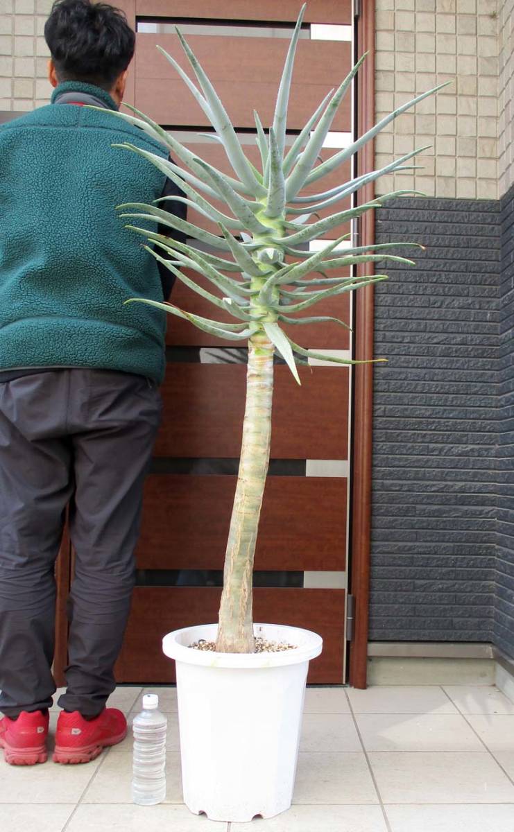 観葉植物 Aloe haggeherensis アロエ ハッゲヘレンシス 実生苗 多肉植物