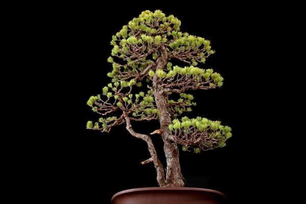 大品那須五葉松盆栽 6-1