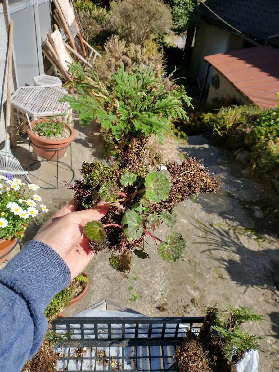 21 岩松 岩ヒバ 6株 天然 山野草 テラリウム ガーデニング 庭 盆栽 売買されたオークション情報 Yahooの商品情報をアーカイブ公開 オークファン Aucfan Com