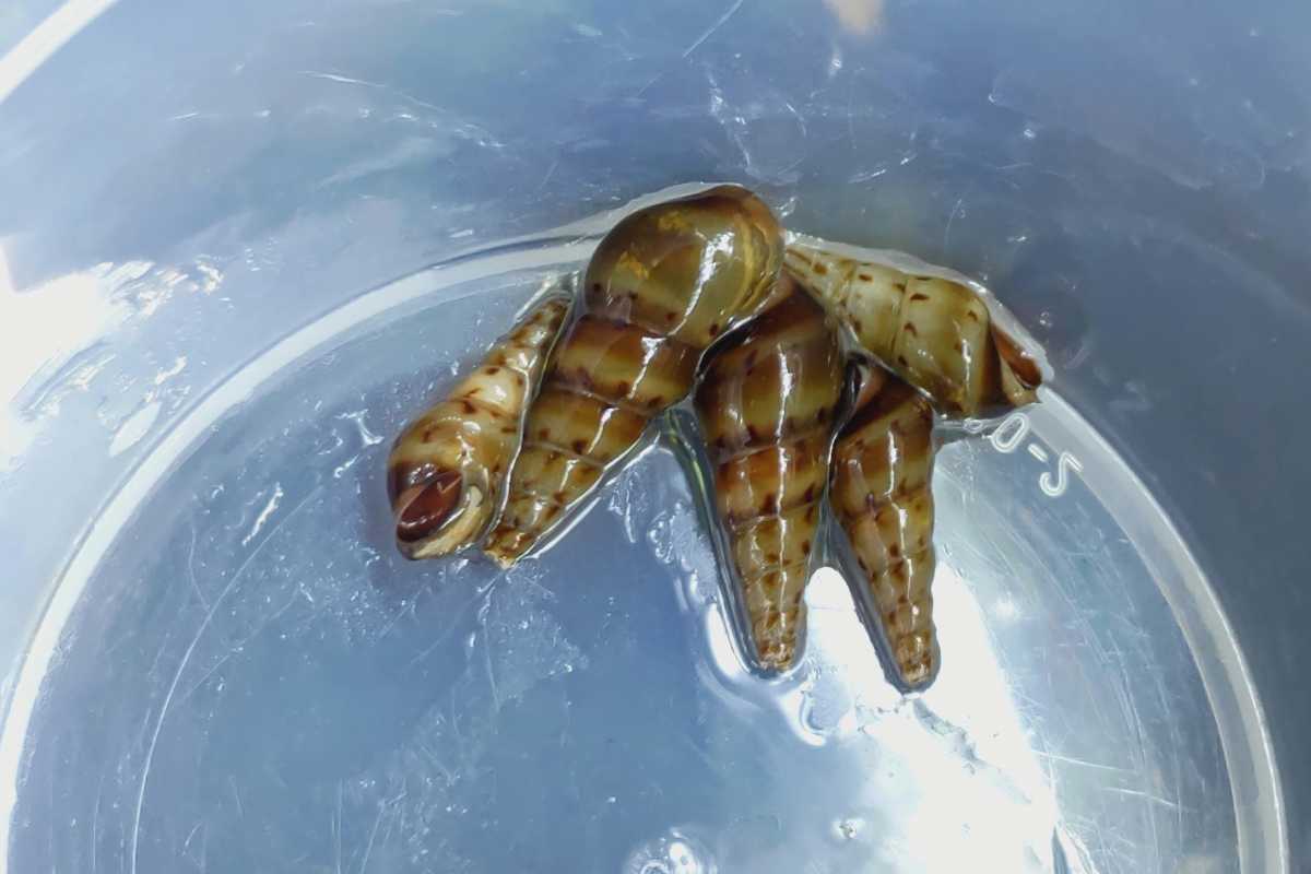 増量 トランペットスネール 10匹 卵胎生の貝 稚貝 模様も綺麗 甲殻類 売買されたオークション情報 Yahooの商品情報をアーカイブ公開 オークファン Aucfan Com