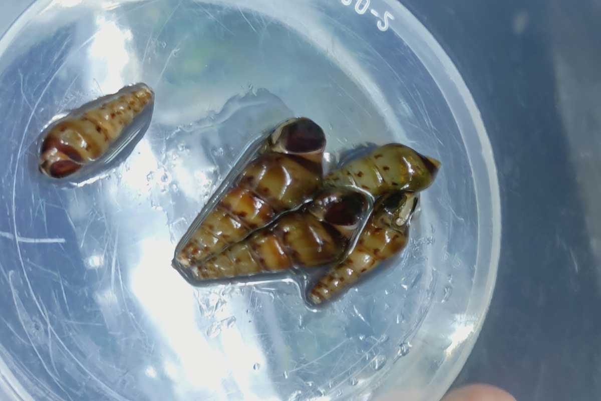 増量 トランペットスネール 10匹 卵胎生の貝 稚貝 模様も綺麗 甲殻類 売買されたオークション情報 Yahooの商品情報をアーカイブ公開 オークファン Aucfan Com