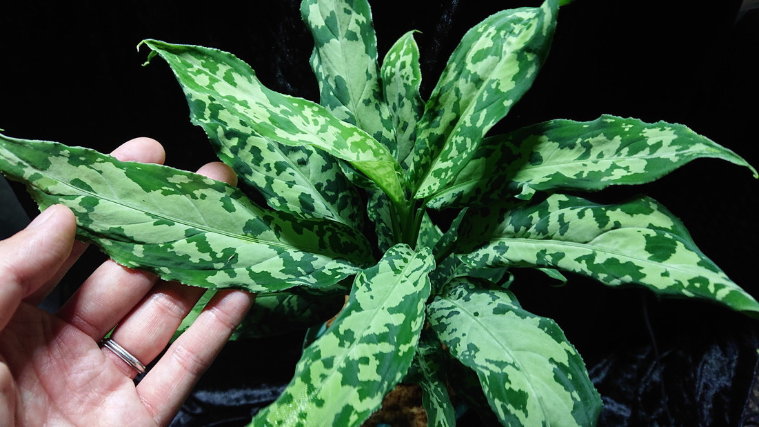 Aglaonema pictumちゃんぷーるfrom from Padang SidempuanAZ0322-1g AZ