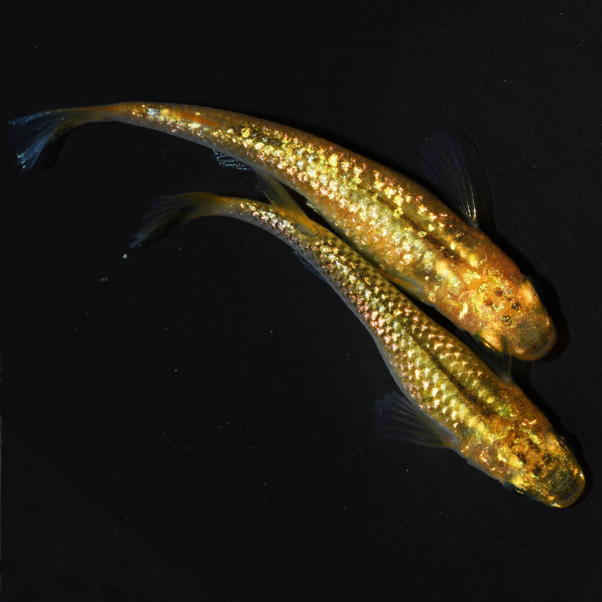 【天双メダカ】レクリス 極上若魚 ペア A8