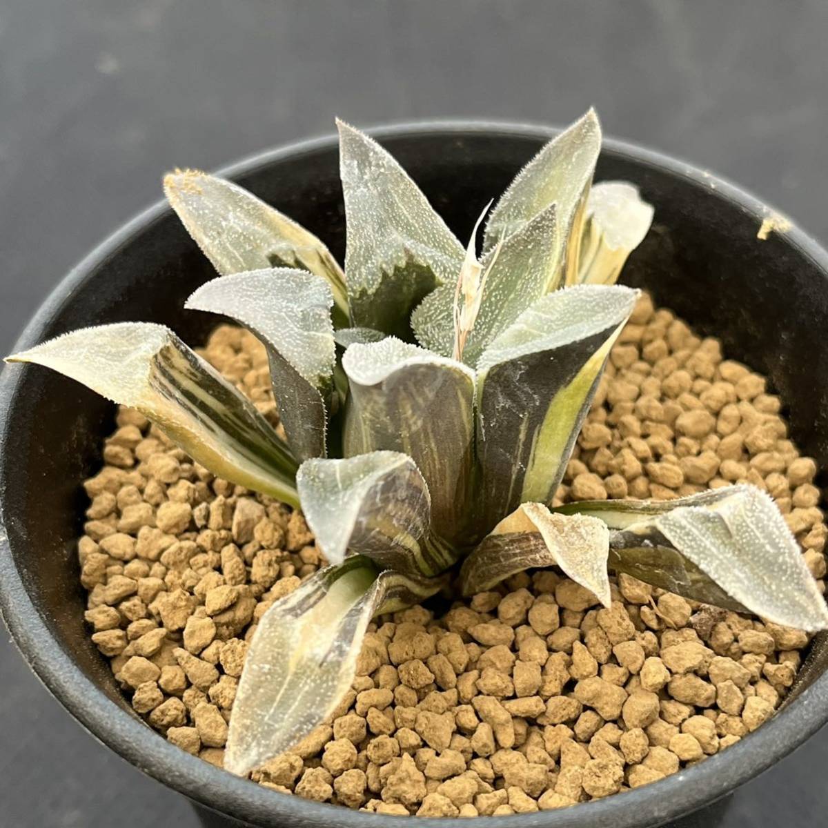 6f 多肉植物 ハオルチア ピグマエア錦 自家繁殖 鉢植え発送 6f 多肉