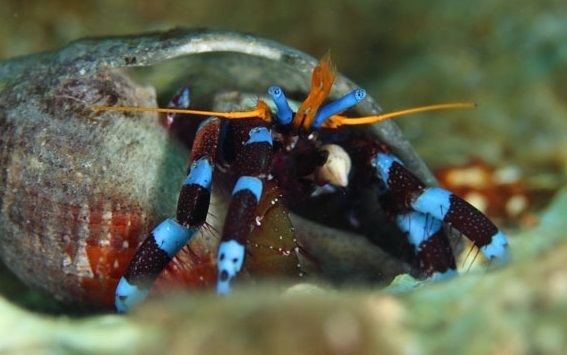 ユビワサンゴヤドカリ 海水魚 売買されたオークション情報 Yahooの商品情報をアーカイブ公開 オークファン Aucfan Com