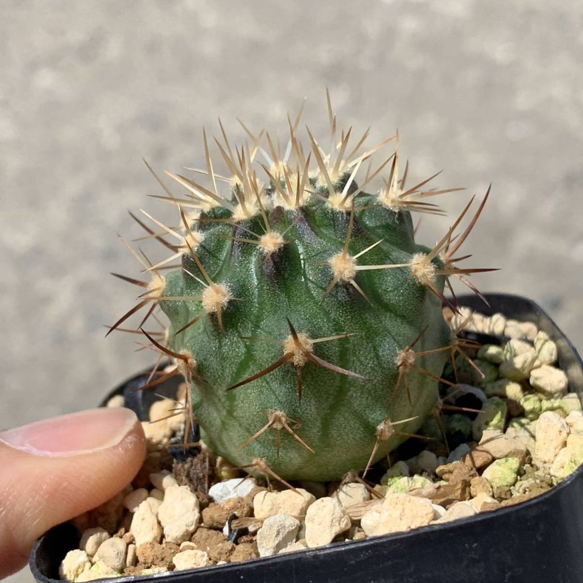 エリオシケ 五百津丸 Eriosyce Ihotzkyana 国内実生苗 サボテン 観葉植物 多肉植物 サボテン 売買されたオークション情報 Yahooの商品情報をアーカイブ公開 オークファン Aucfan Com