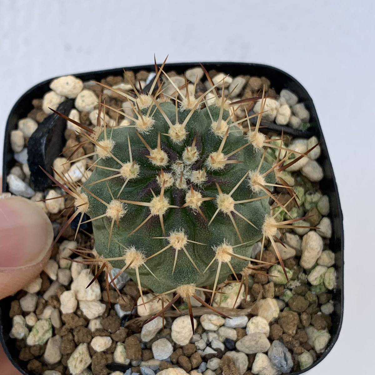 エリオシケ 五百津丸 Eriosyce Ihotzkyana 国内実生苗 サボテン 観葉植物 多肉植物 サボテン 売買されたオークション情報 Yahooの商品情報をアーカイブ公開 オークファン Aucfan Com