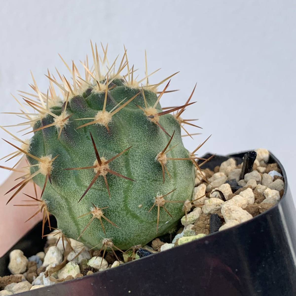 エリオシケ 五百津丸 Eriosyce Ihotzkyana 国内実生苗 サボテン 観葉植物 多肉植物 サボテン 売買されたオークション情報 Yahooの商品情報をアーカイブ公開 オークファン Aucfan Com