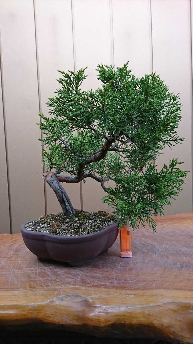 盆栽 糸魚川真柏 樹高28cm