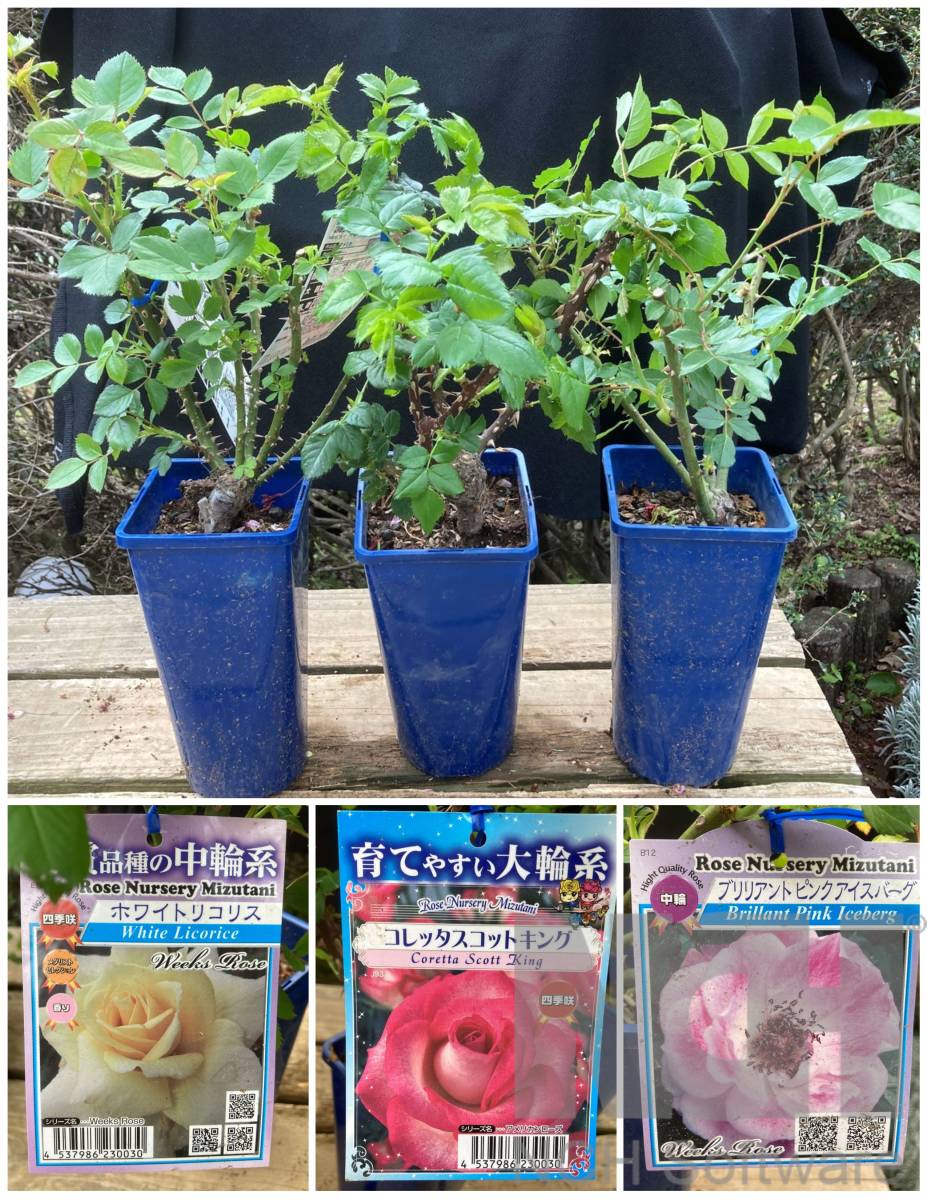 バラ苗 アメリカンローズ 輸入 種 4号大株 いろいろ15鉢セット バラ 売買されたオークション情報 Yahooの商品情報をアーカイブ公開 オークファン Aucfan Com