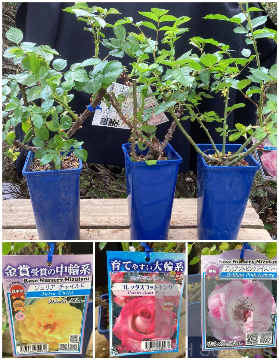 バラ苗 アメリカンローズ 輸入 種 4号大株 いろいろ15鉢セット バラ 売買されたオークション情報 Yahooの商品情報をアーカイブ公開 オークファン Aucfan Com