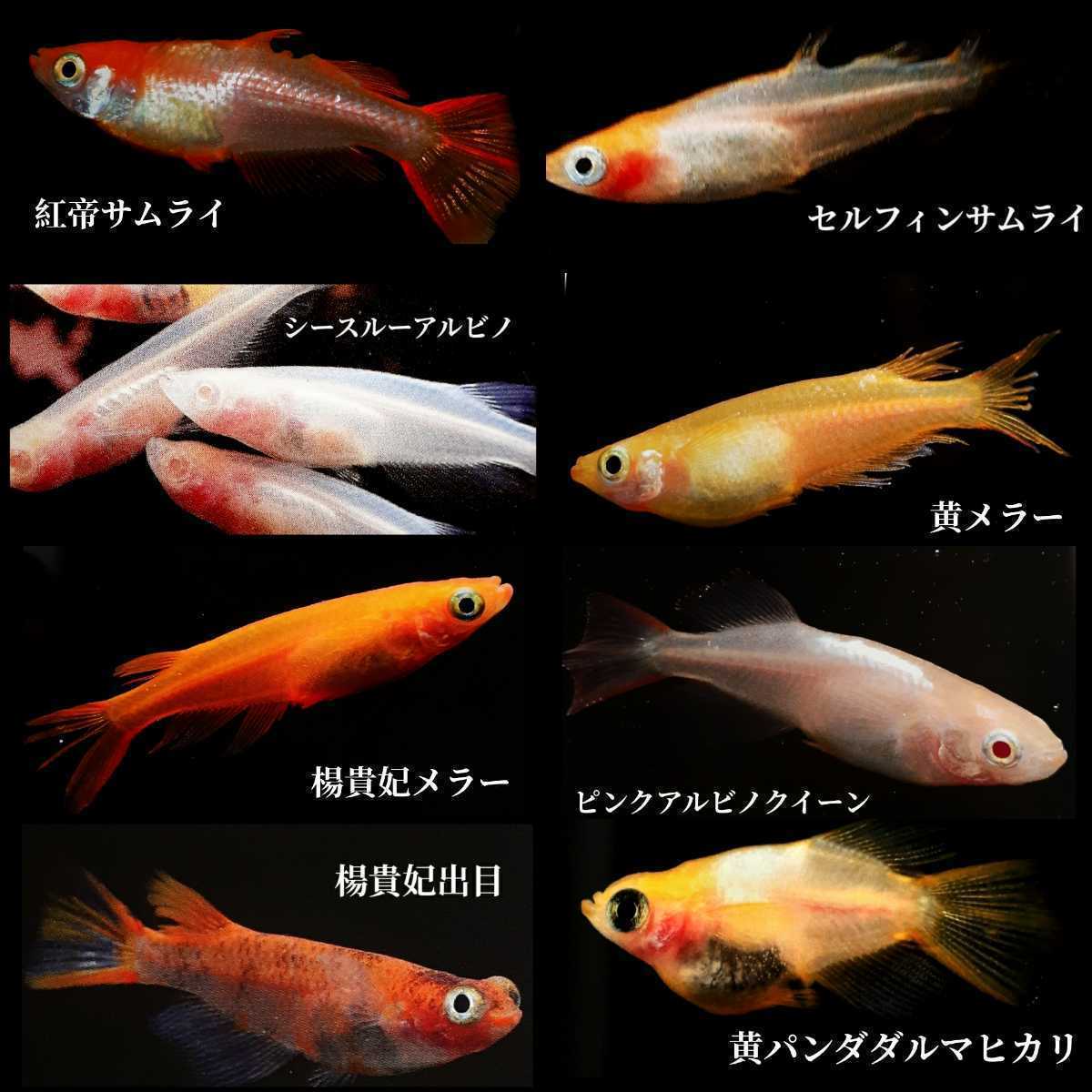 【海坊主メダカ】ミックスメダカの有精卵・200個+α　