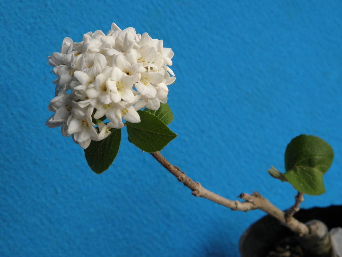 チョウジガマズミ 大丁字ガマズミ 珍品 花木 山野草 その他 売買されたオークション情報 Yahooの商品情報をアーカイブ公開 オークファン Aucfan Com