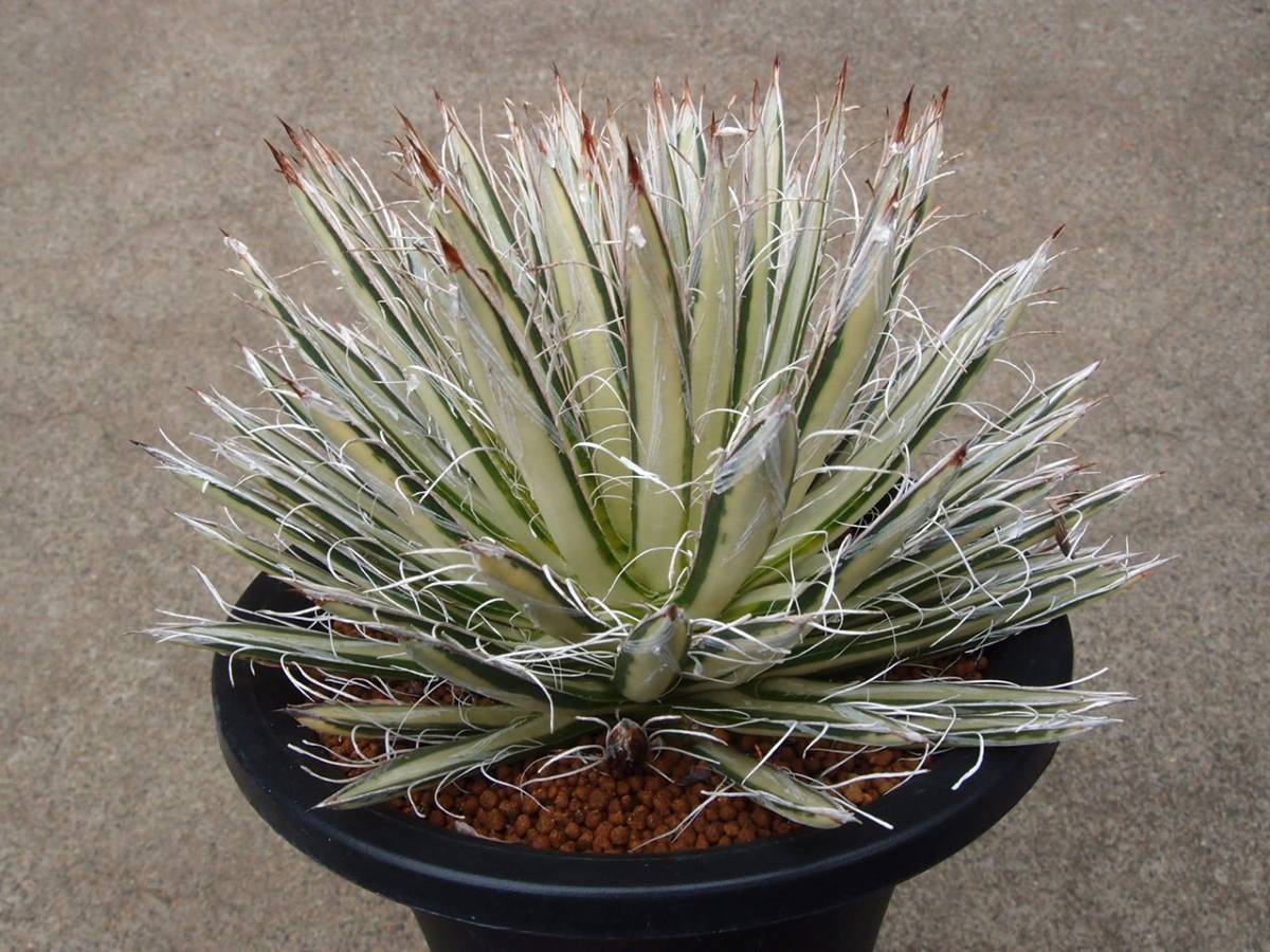 ◇多肉植物◇アガベ◇姫乱雪錦 白中斑 ◇多肉植物