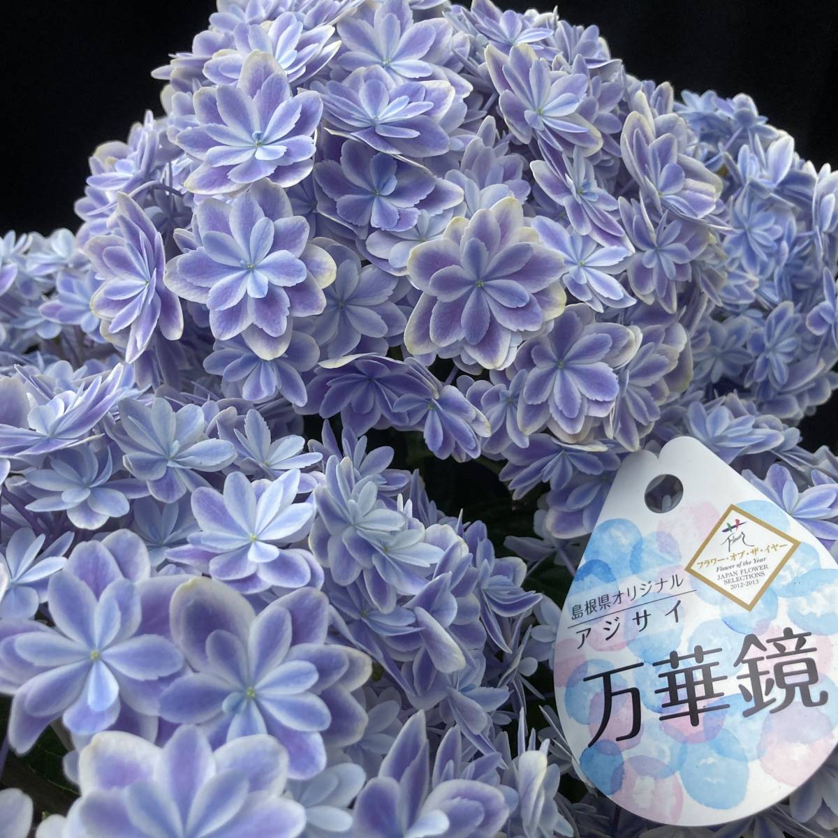 22紫陽花コレクション 数量４ 島根県オリジナル 万華鏡 ５号鉢 その他 売買されたオークション情報 Yahooの商品情報をアーカイブ公開 オークファン Aucfan Com