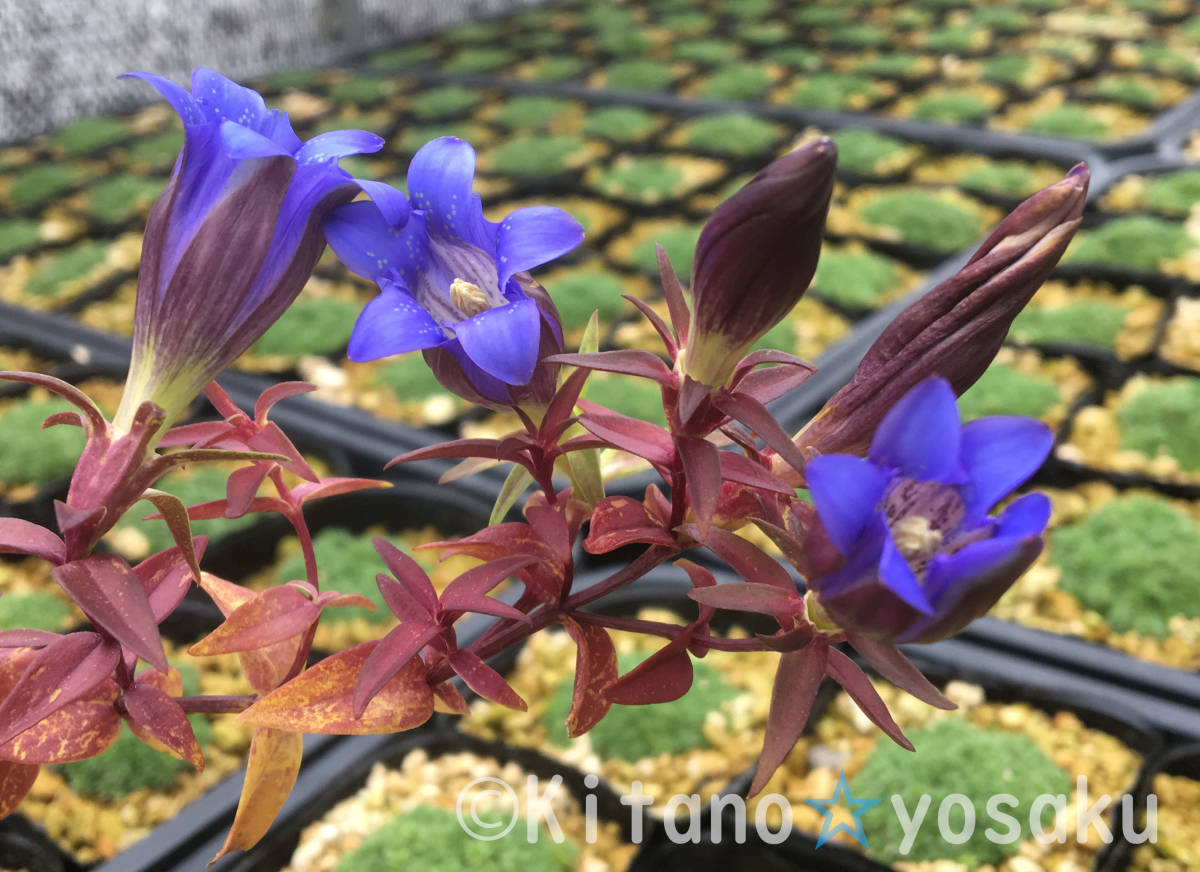 石鎚竜胆 イシヅチ リンドウ リンドウ科 3寸 9 0cm ポリポット栽培 花 売買されたオークション情報 Yahooの商品情報をアーカイブ公開 オークファン Aucfan Com