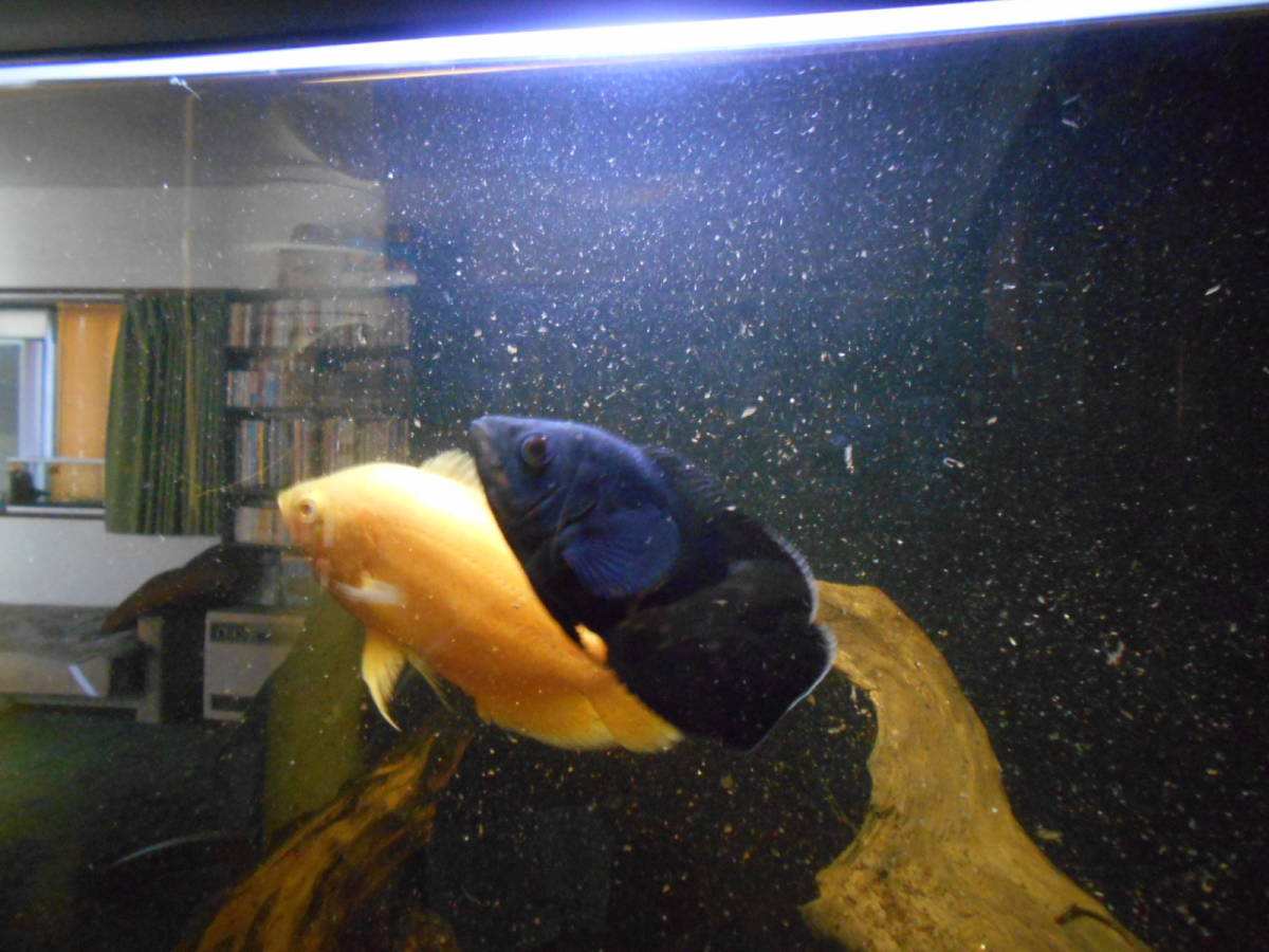 アストロノータス オスカー２匹 アルビノと普通種 その他 売買されたオークション情報 Yahooの商品情報をアーカイブ公開 オークファン Aucfan Com