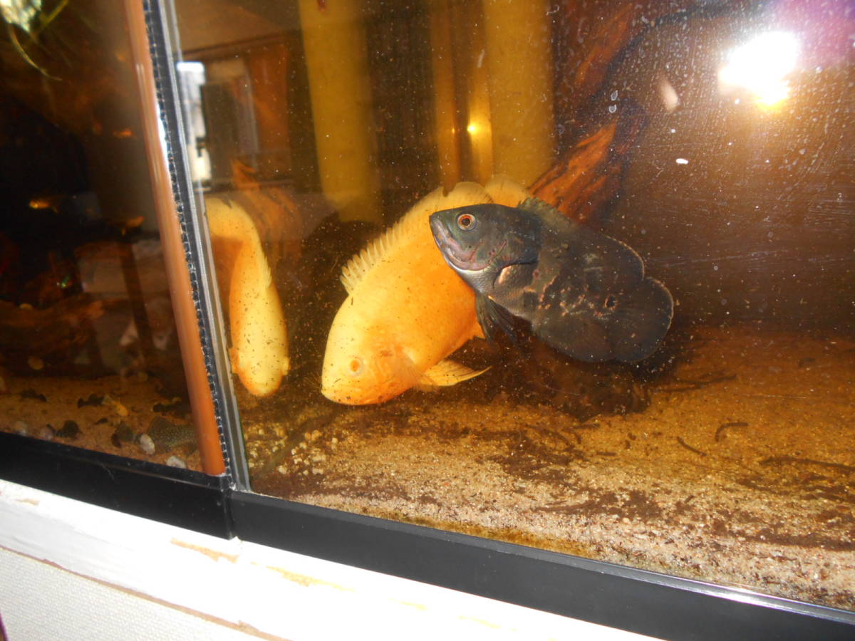 アストロノータス オスカー２匹 アルビノと普通種 その他 売買されたオークション情報 Yahooの商品情報をアーカイブ公開 オークファン Aucfan Com