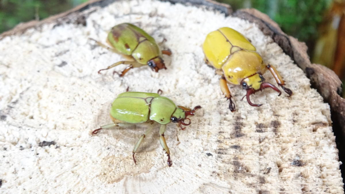 クワガタコガネ キバコガネ ドヘルティ 成虫ペア Www Newschattogram24 Com