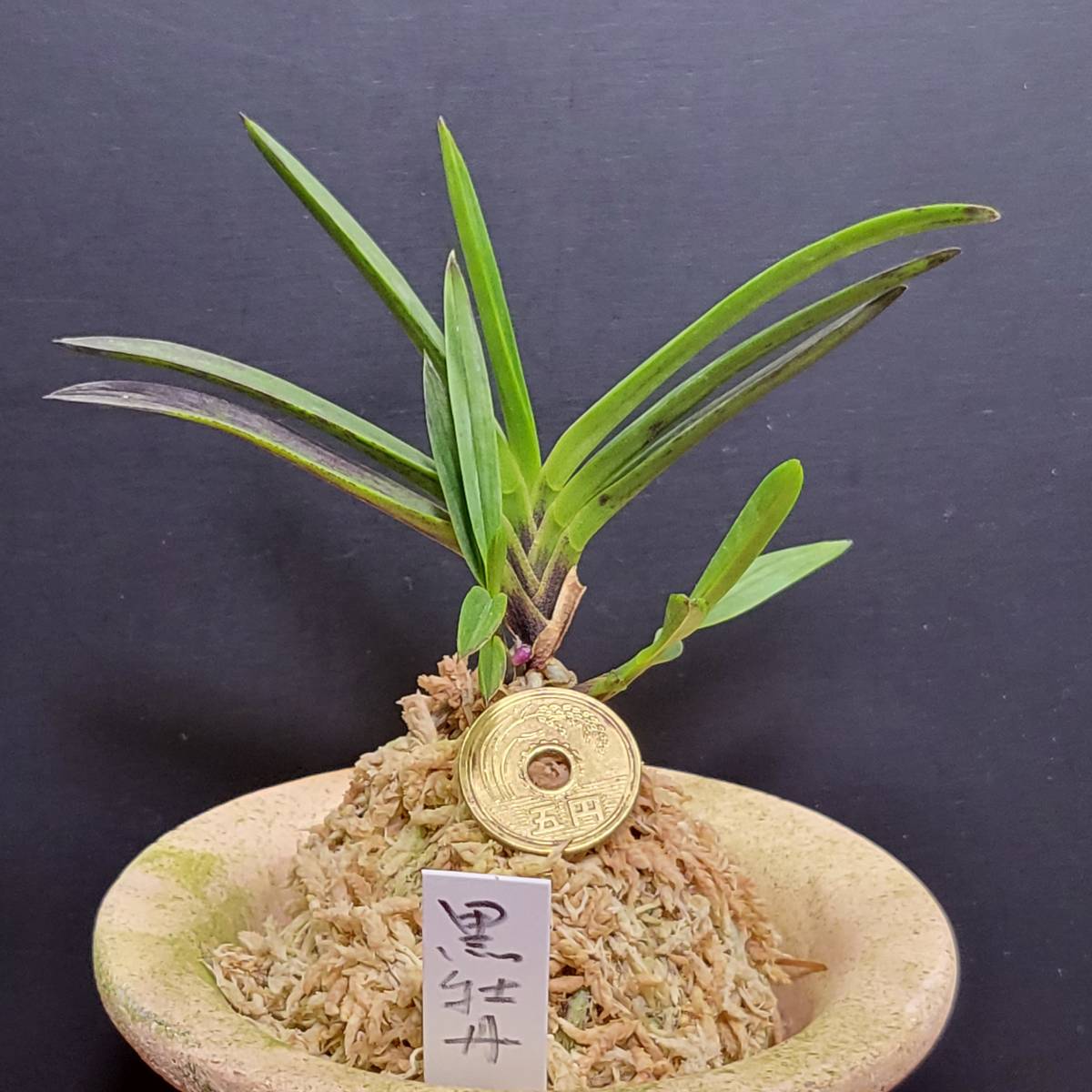 I.S.園芸・富貴蘭【黒牡丹・三本立】